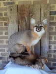 Excellent Grey Fox Mount - Museum Quality New. Fixed Price $1100.00.